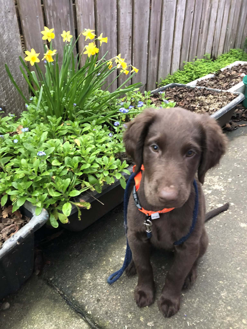 Farah Woopsie Daffodils